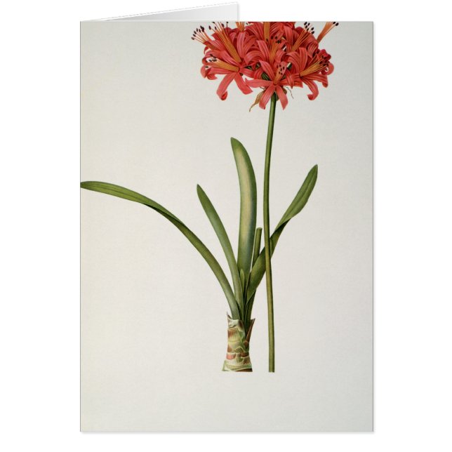 Amaryllis Curvifolia, 1809, from `Les (Front)
