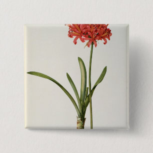 Amaryllis Curvifolia, 1809, from `Les 15 Cm Square Badge