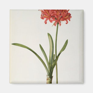 Amaryllis Curvifolia, 1809, from `Les Magnet