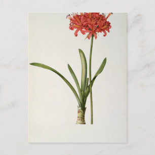 Amaryllis Curvifolia, 1809, from `Les Postcard