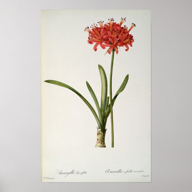 Amaryllis Curvifolia, 1809, from `Les Poster (Front)