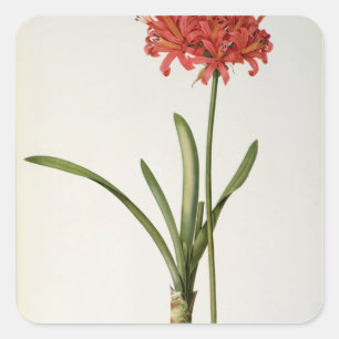 Amaryllis Curvifolia, 1809, from `Les Square Sticker