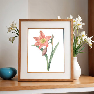 Amaryllis Equestre, Vintage Flower Botanical  Poster