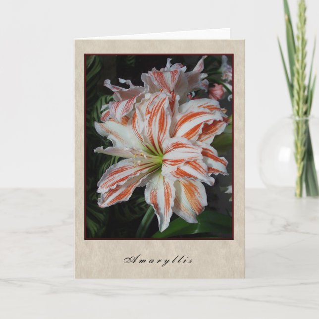 Amaryllis - Floral Series Card (Front)