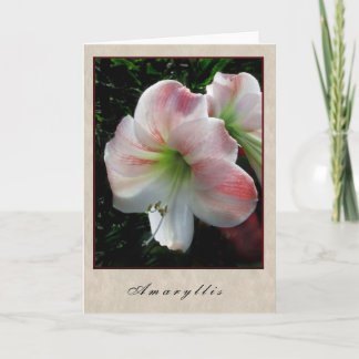 Amaryllis - Floral Series Card