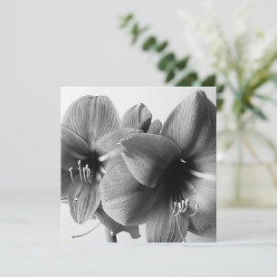 Amaryllis Flower B&W Photo Invitation