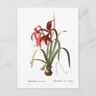 Amaryllis formosissima postcard