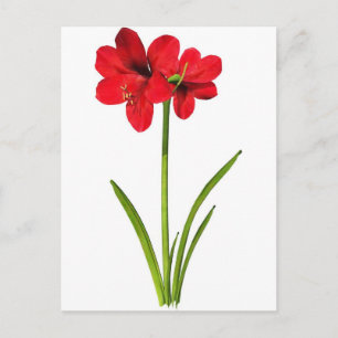 Amaryllis in red postcard