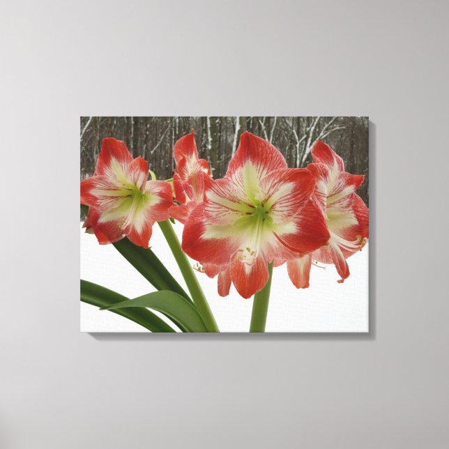 Amaryllis in Snow Red Holiday Winter Floral Canvas Print (Front)