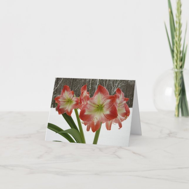 Amaryllis in Snow Red Holiday Winter Floral Card (Front)