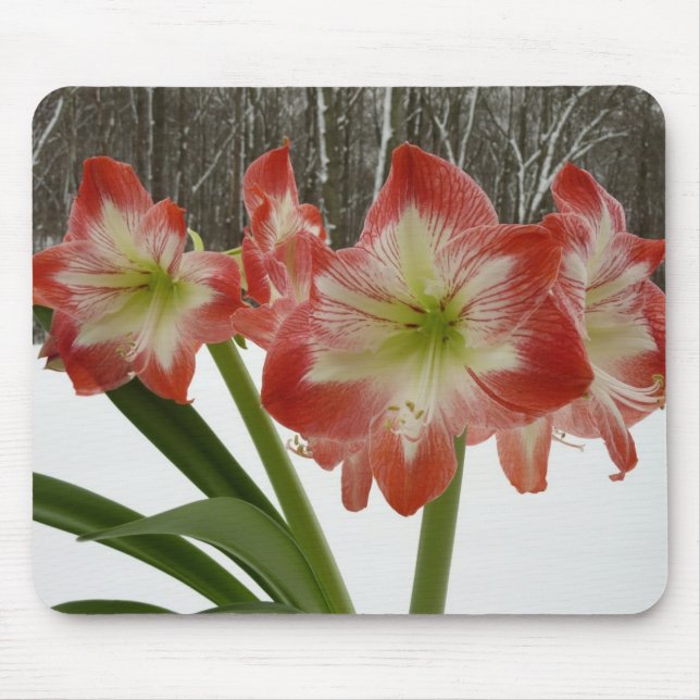 Amaryllis in Snow Red Holiday Winter Floral Mouse Mat (Front)
