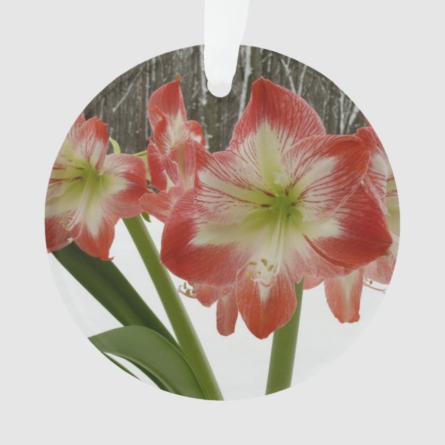 Amaryllis in Snow Red Holiday Winter Floral Ornament (Front)
