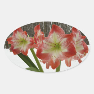 Amaryllis in Snow Red Holiday Winter Floral Oval Sticker