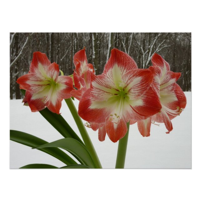 Amaryllis in Snow Red Holiday Winter Floral Poster (Front)