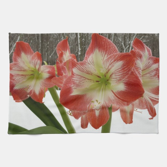 Amaryllis in Snow Red Holiday Winter Floral Tea Towel (Horizontal)