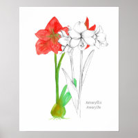 Amaryllis Language of Flowers Botanical Plant Art