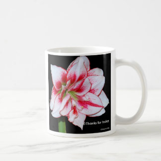 Amaryllis mug