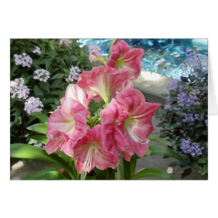 Amaryllis, National Botanic Garden, Washington, DC