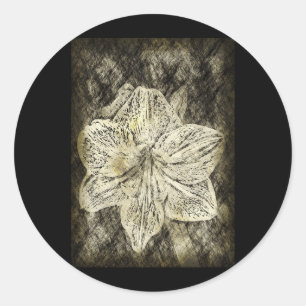 Amaryllis Old Time Sketch Classic Round Sticker