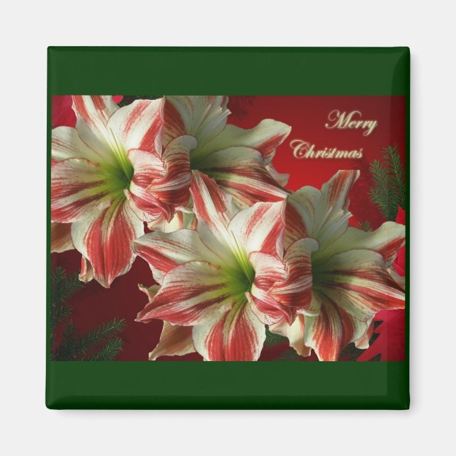Amaryllis Pair Christmas Magnet (Front)