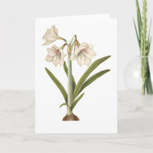 Amaryllis picta card