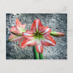 Amaryllis Postcard