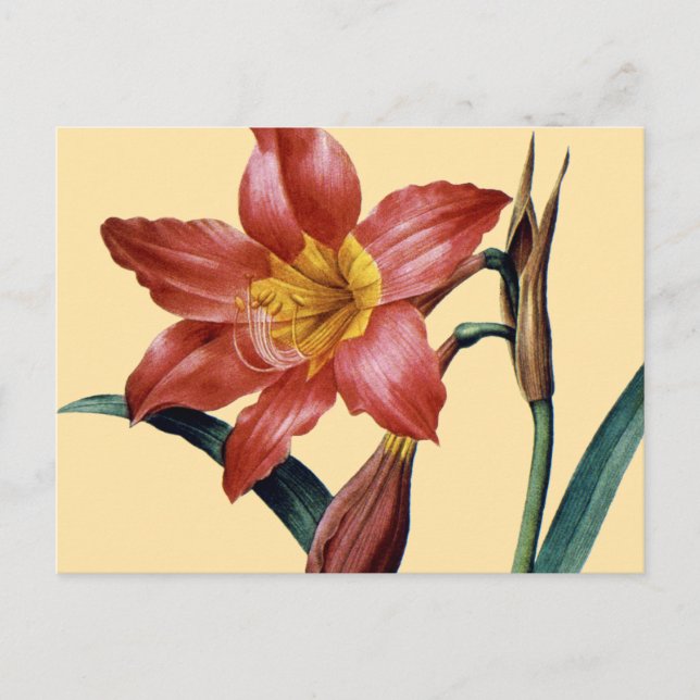 Amaryllis Postcard (Front)