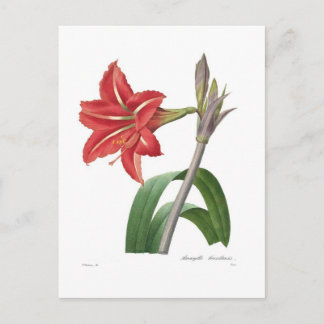 Amaryllis Postcard