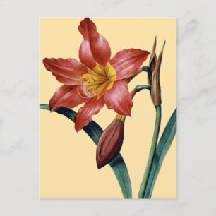 Amaryllis Postcard