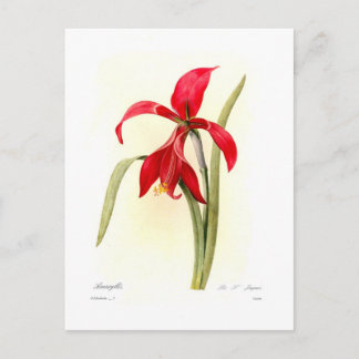 Amaryllis Postcard