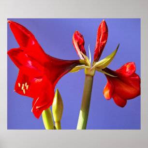 Amaryllis Poster