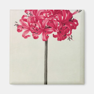 Amaryllis Sarniensis, or Narcissus Magnet