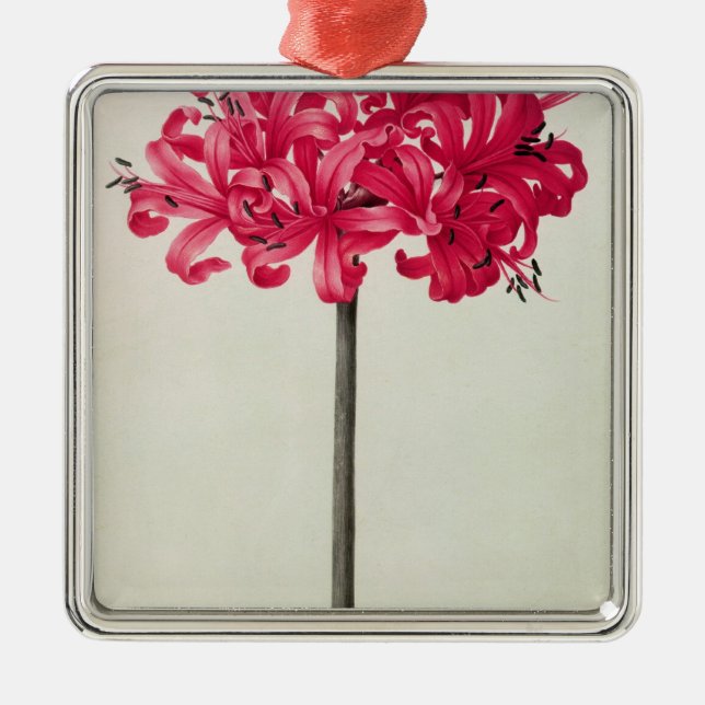 Amaryllis Sarniensis, or Narcissus Metal Tree Decoration (Front)