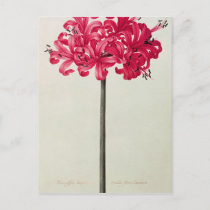 Amaryllis Sarniensis, or Narcissus Postcard