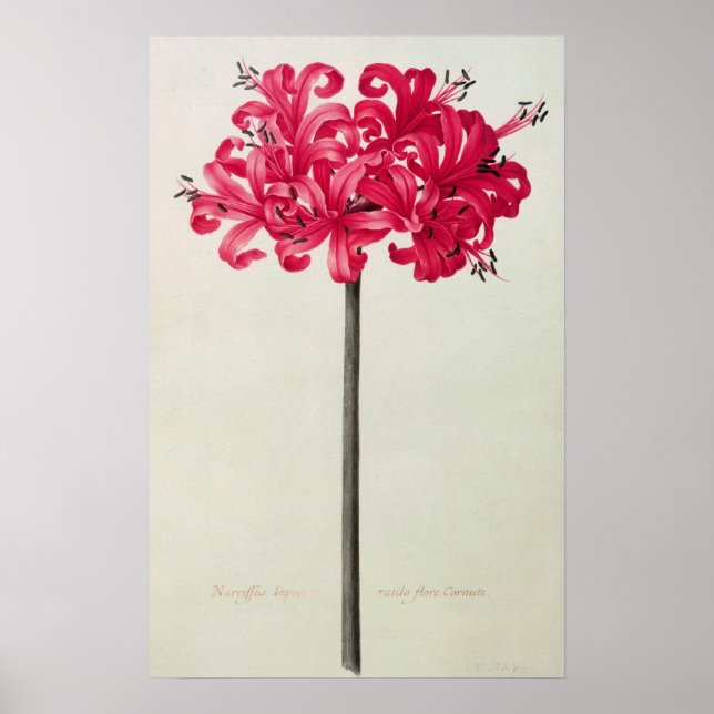 Amaryllis Sarniensis, or Narcissus Poster (Front)