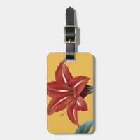 Amaryllis Striped