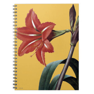Amaryllis Striped Notebook