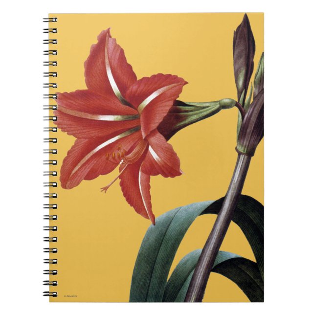 Amaryllis Striped Notebook (Front)