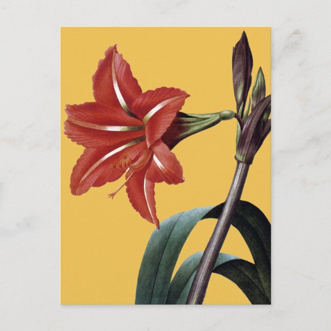 Amaryllis Striped Postcard (Front)