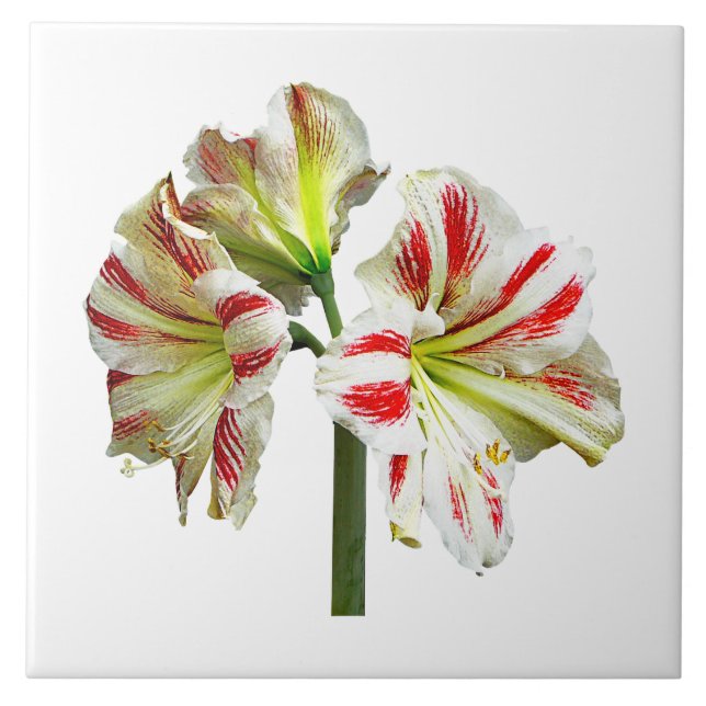Amaryllis Sydney Tile (Front)
