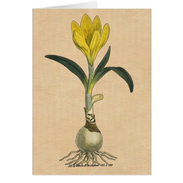 Amaryllis Tulip Botanical Garden Flower (Front)