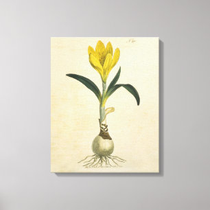 Amaryllis Tulip Botanical Garden Flower Canvas Print