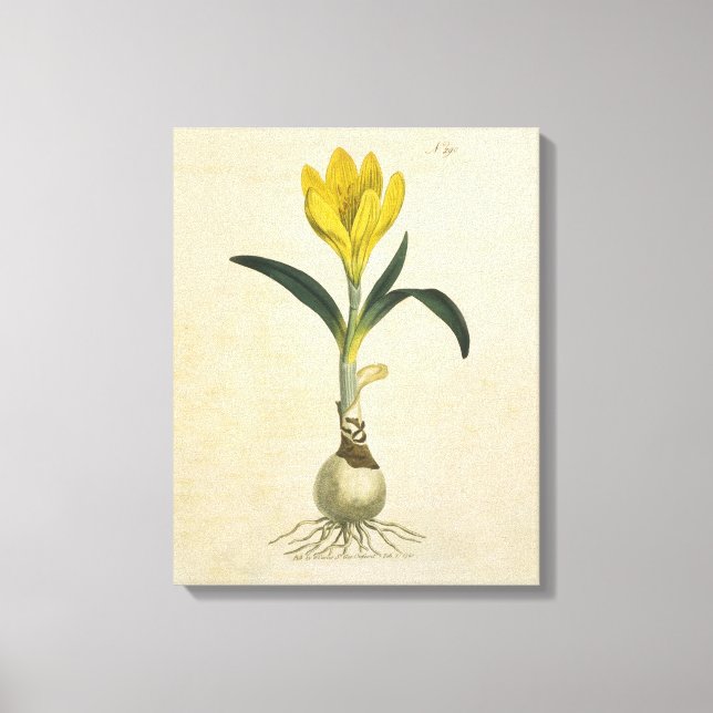 Amaryllis Tulip Botanical Garden Flower Canvas Print (Front)