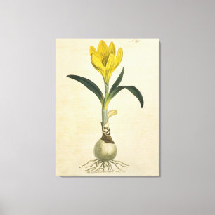Amaryllis Tulip Botanical Garden Flower Canvas Print
