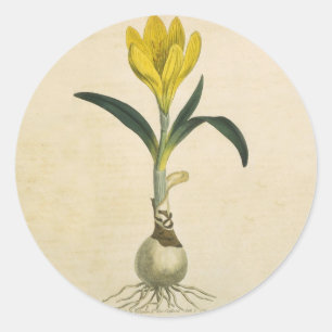 Amaryllis Tulip Botanical Garden Flower Classic Round Sticker
