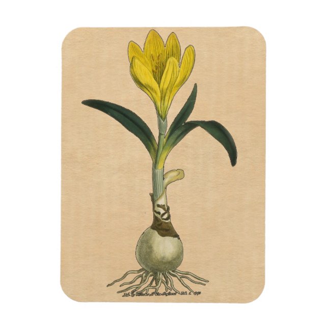 Amaryllis Tulip Botanical Garden Flower Magnet (Vertical)
