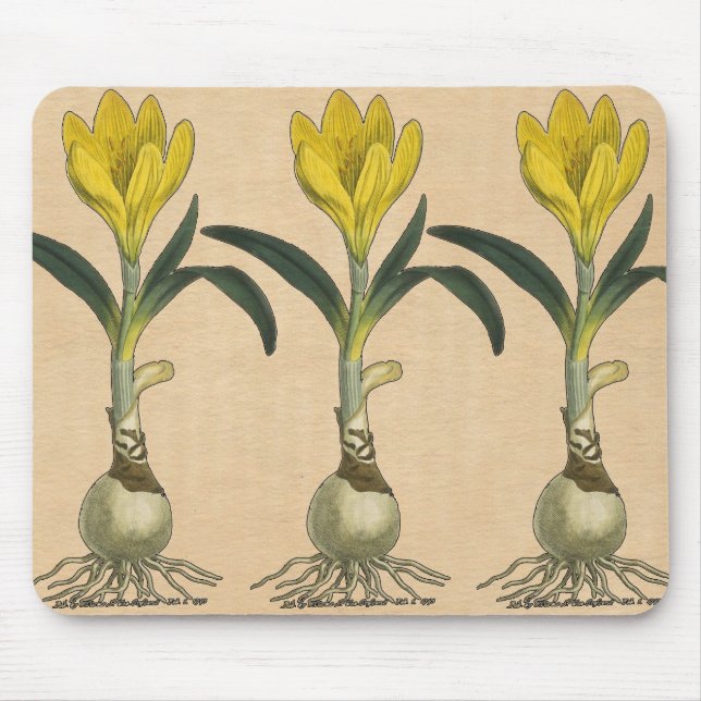 Amaryllis Tulip Botanical Garden Flower Mouse Mat (Front)