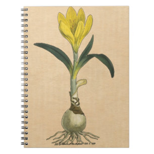 Amaryllis Tulip Botanical Garden Flower Notebook