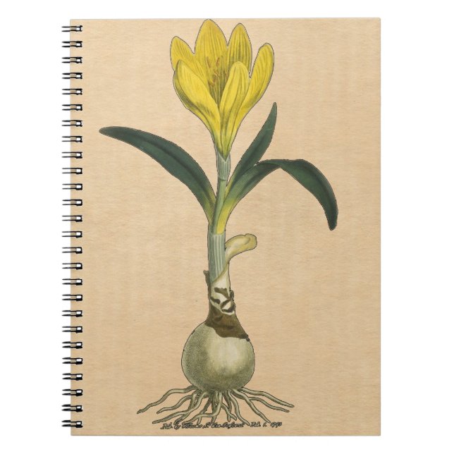 Amaryllis Tulip Botanical Garden Flower Notebook (Front)