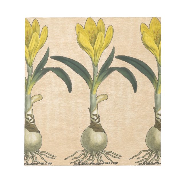 Amaryllis Tulip Botanical Garden Flower Notepad (Front)